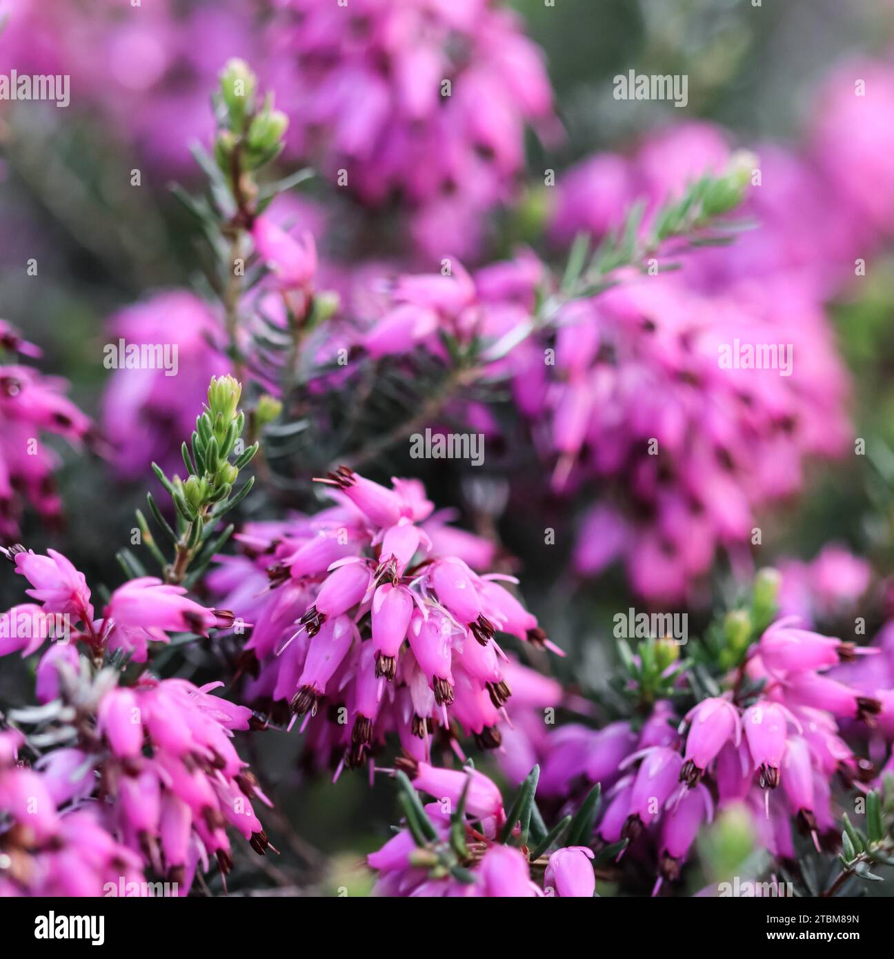 Pink Erica carnea flowers (winter Heath) in the garden after rain in early spring. Floral background, botanical concept Stock Photo