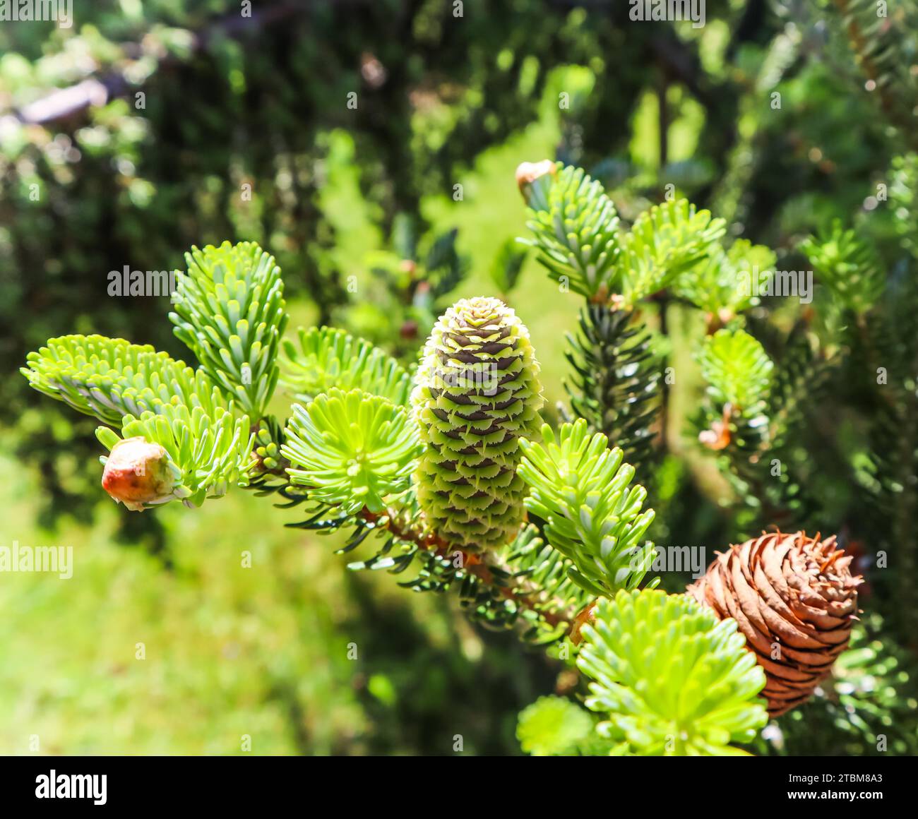 A branch of Korean fir with young cone in spring garden Stock Photo