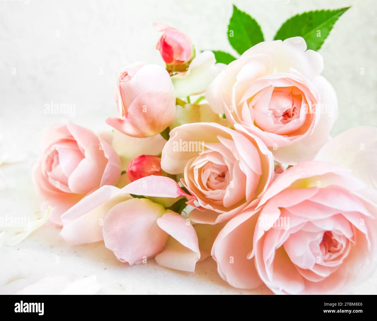 Valentines Day Rose : Pink Card - Stock Photos Stock Photo - Image of  backdrop, evening: 36181104, Pink Card Stock 