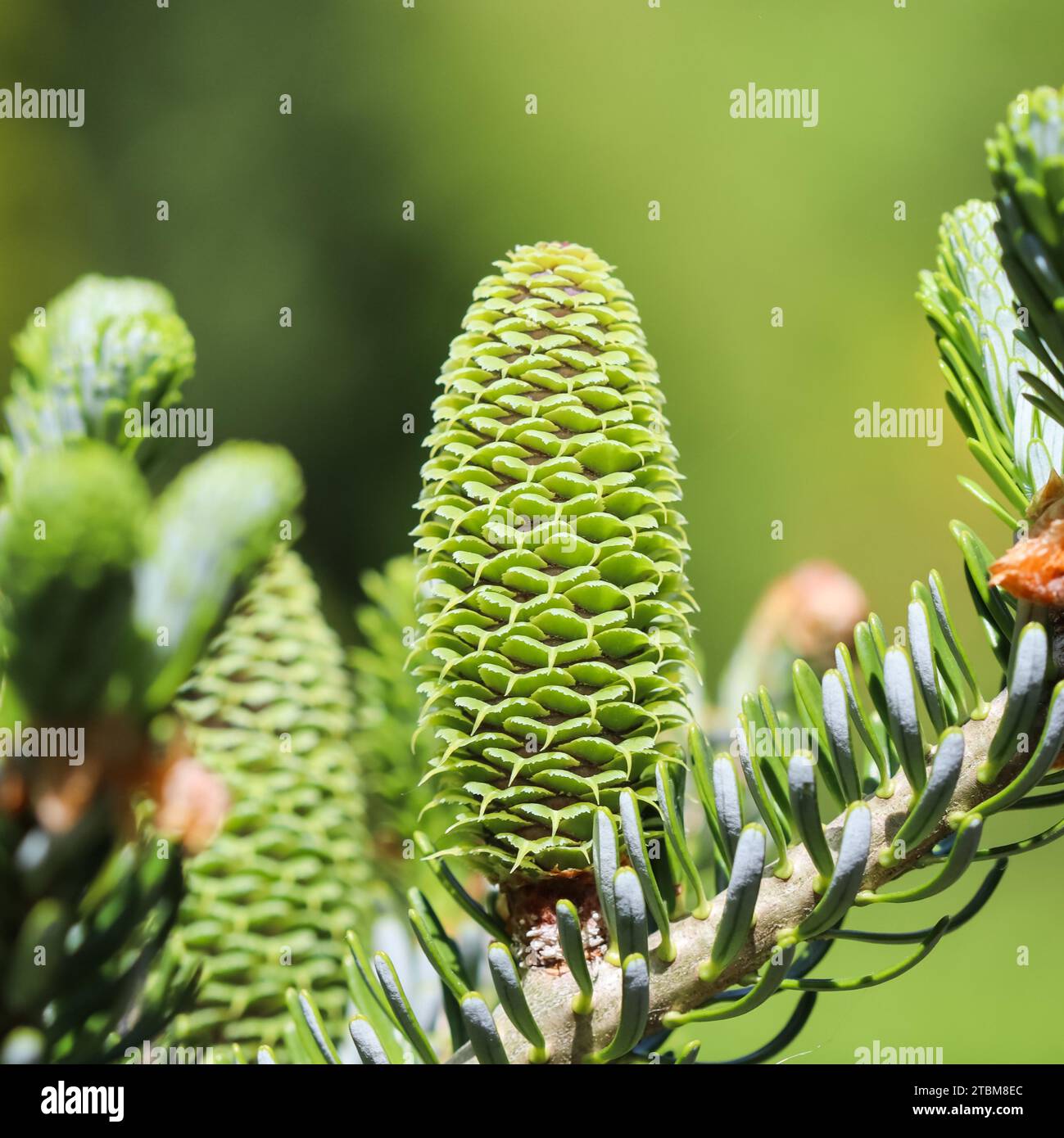 A branch of Korean fir with young cone in spring garden Stock Photo