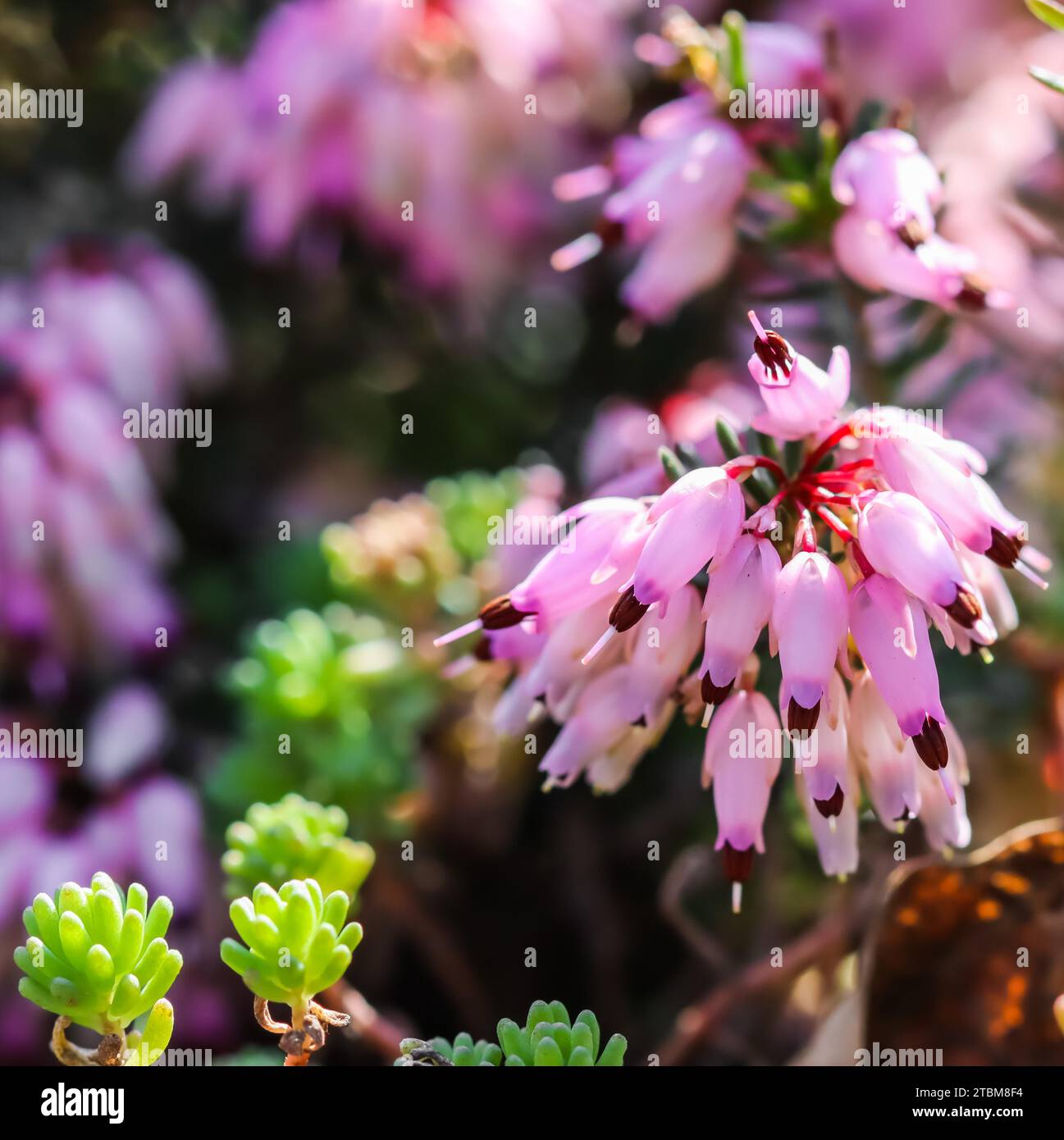 Pink Erica carnea flowers (winter Heath) in the garden in early spring. Floral background, botanical concept Stock Photo