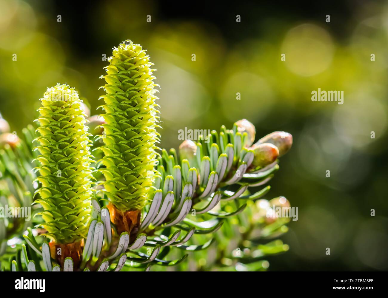 Spring Blaze Fir A branch of Korean fir with young cones and raindrops in a spring ...