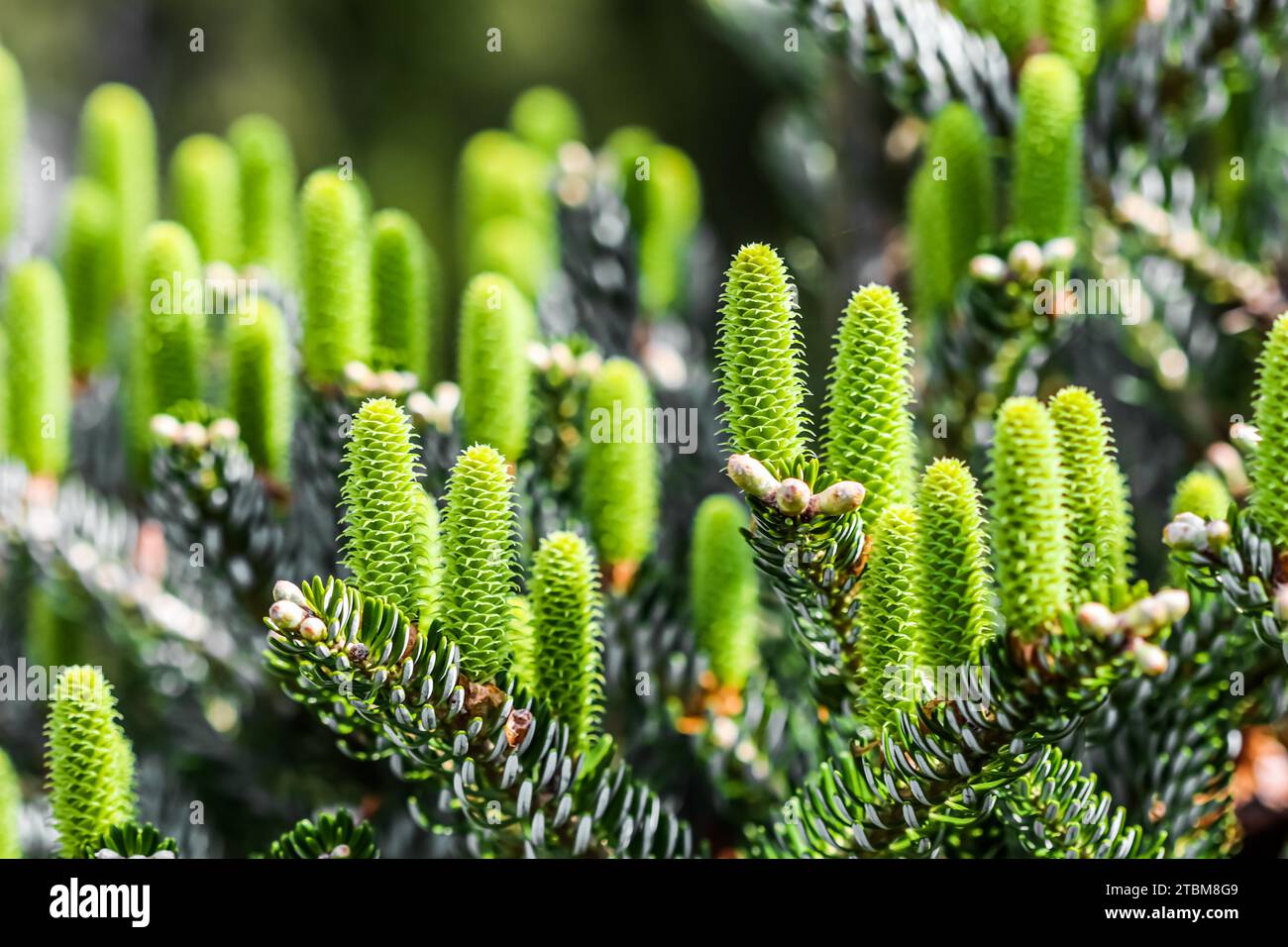 Branches of Korean fir with young cones in a spring garden Stock Photo