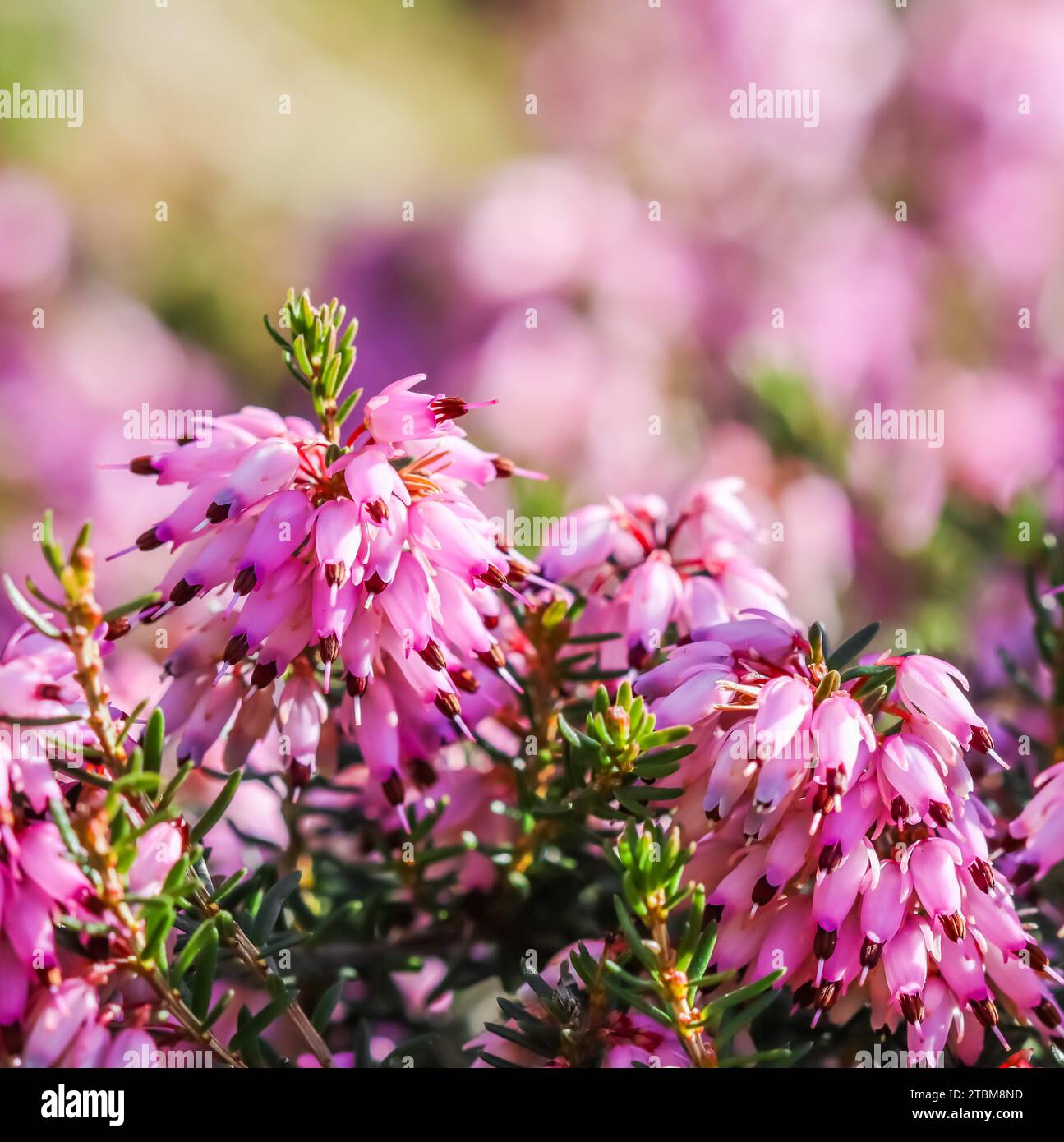 Pink Erica carnea flowers (winter Heath) in the garden in early spring. Floral background, botanical concept Stock Photo