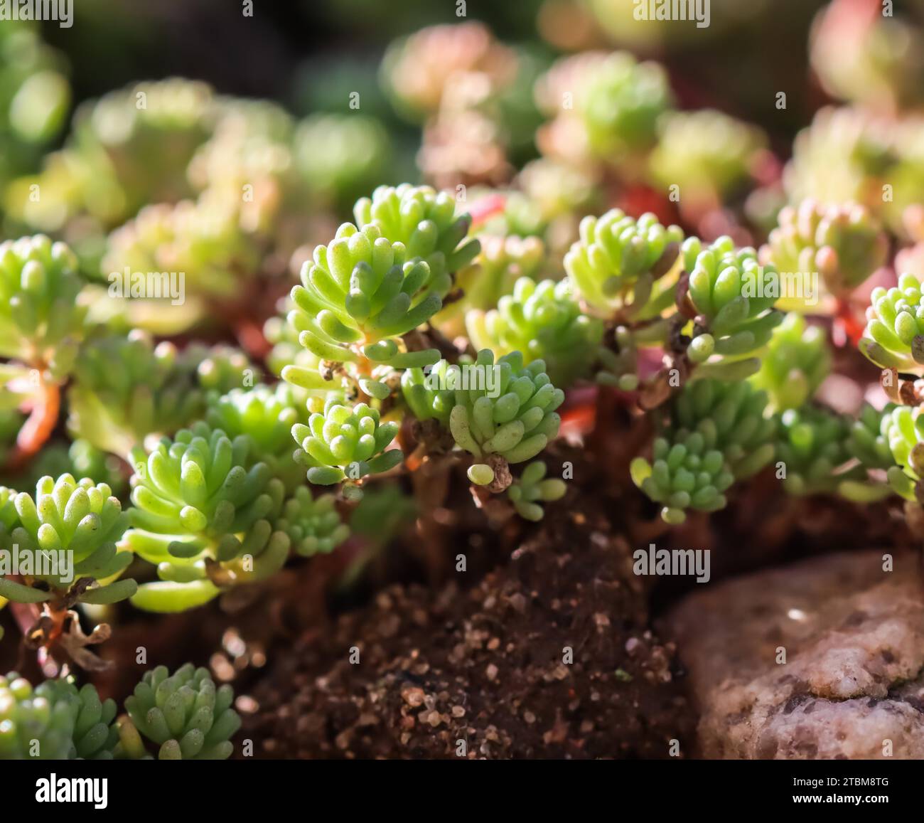 Green background with small (sedum) succulents in the garden. Nature backdrop, botanical concept Stock Photo
