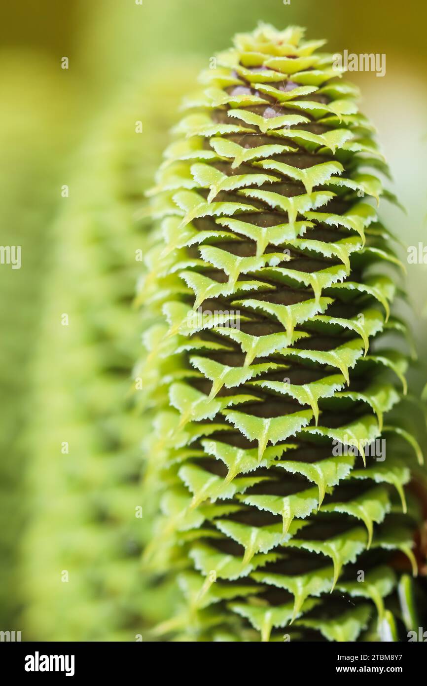 A branch of Korean fir with young cones in a spring garden Stock Photo