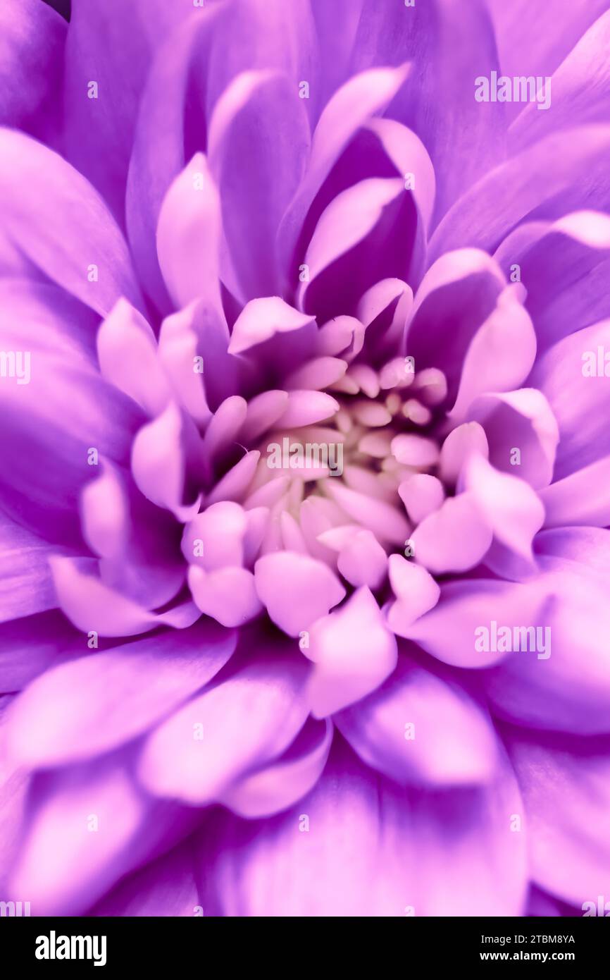 Retro art, vintage card and botanical concept, Abstract floral background, purple chrysanthemum flower. Macro flowers backdrop for holiday brand Stock Photo