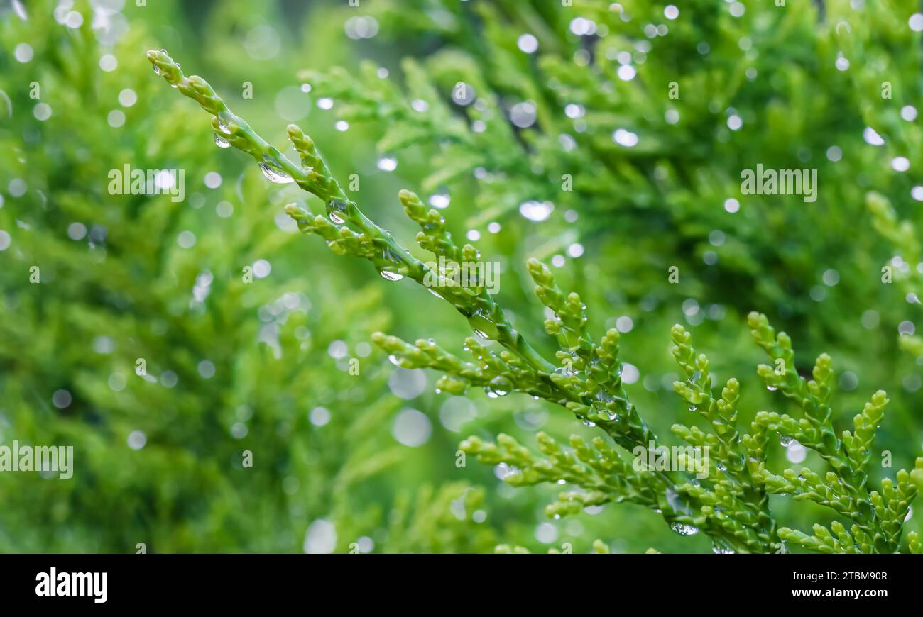 Closeup green leaves of evergreen coniferous tree Lawson Cypress or Chamaecyparis lawsoniana after the rain. Extreme bokeh with light reflection. Stock Photo