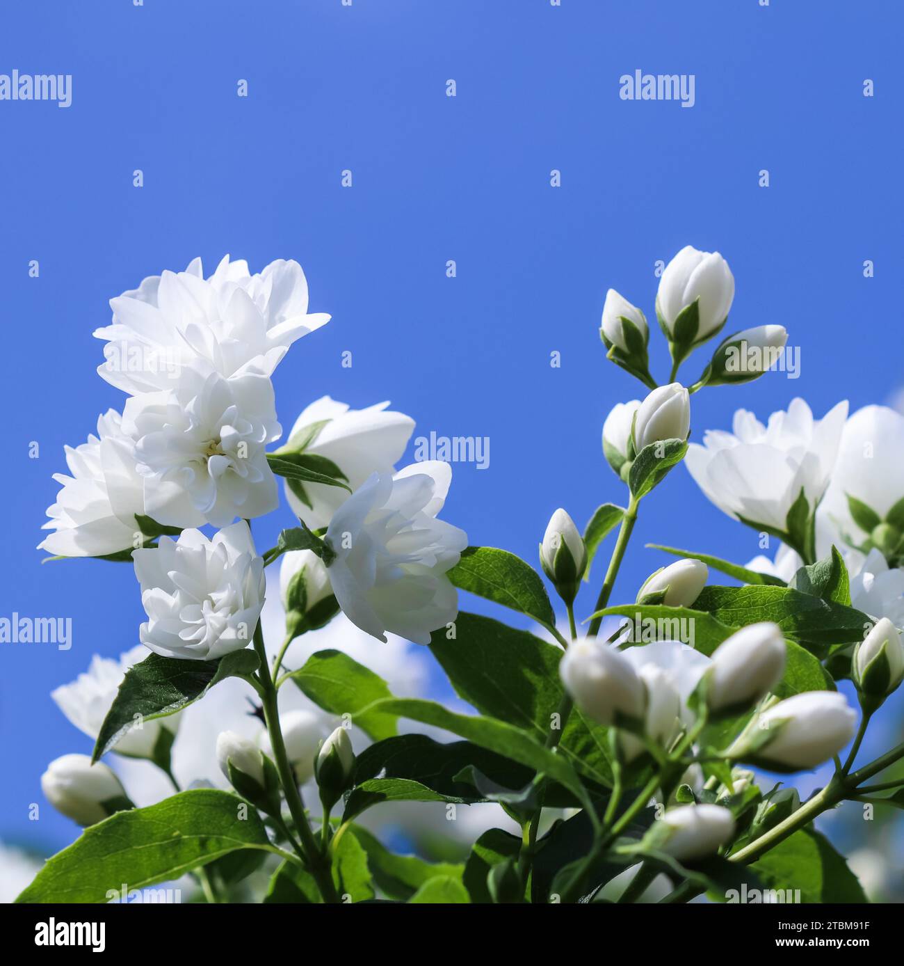 Blue jasmine flower hi-res stock photography and images - Alamy