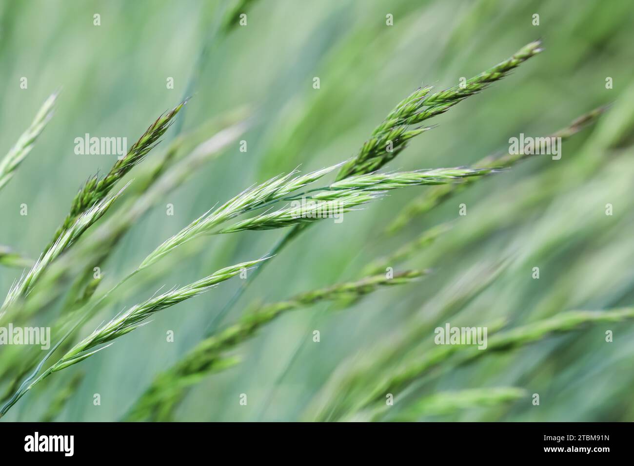 Decorative grass Blue Fescue. Festuca glauca spikelets. Natural background Stock Photo