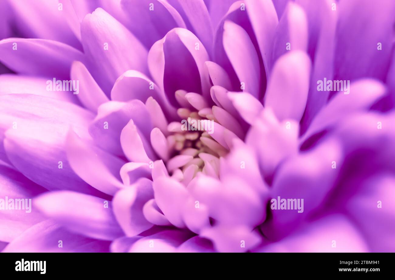 Retro art, vintage card and botanical concept, Abstract floral background, purple chrysanthemum flower. Macro flowers backdrop for holiday brand Stock Photo