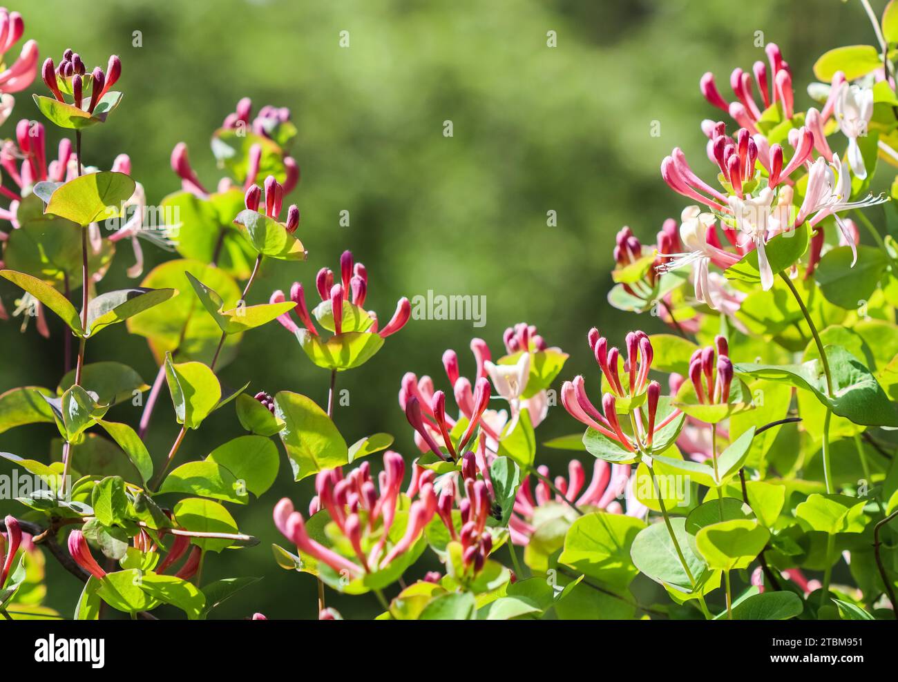 Pink Honeysuckle (Lonicera) buds and flowers in the garden. Etrusca Santi caprifolium, woodbine in bloom. Gardening concept. Floral background Stock Photo