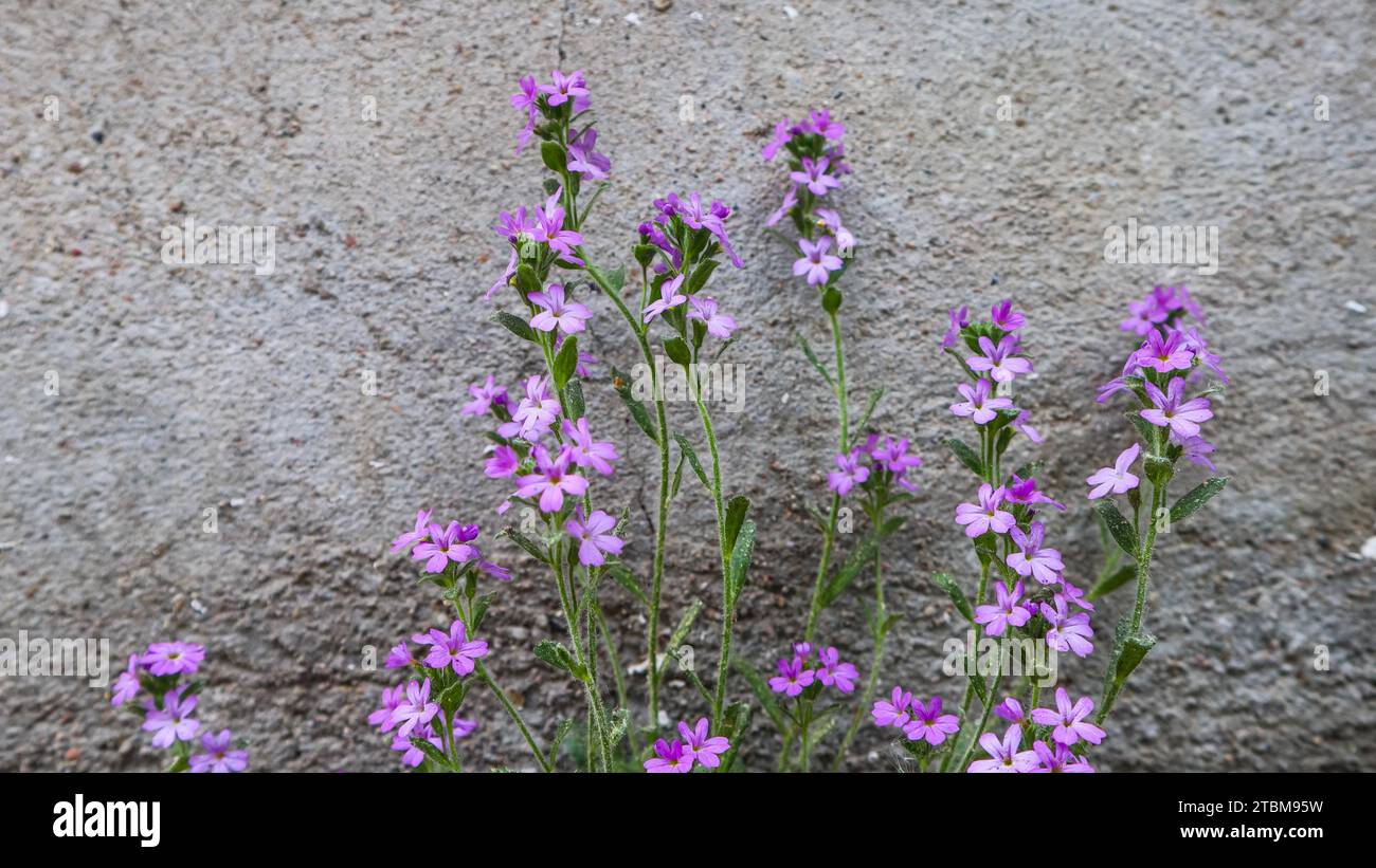 Small purple flowers near concrete wall of the house. Floral background Stock Photo