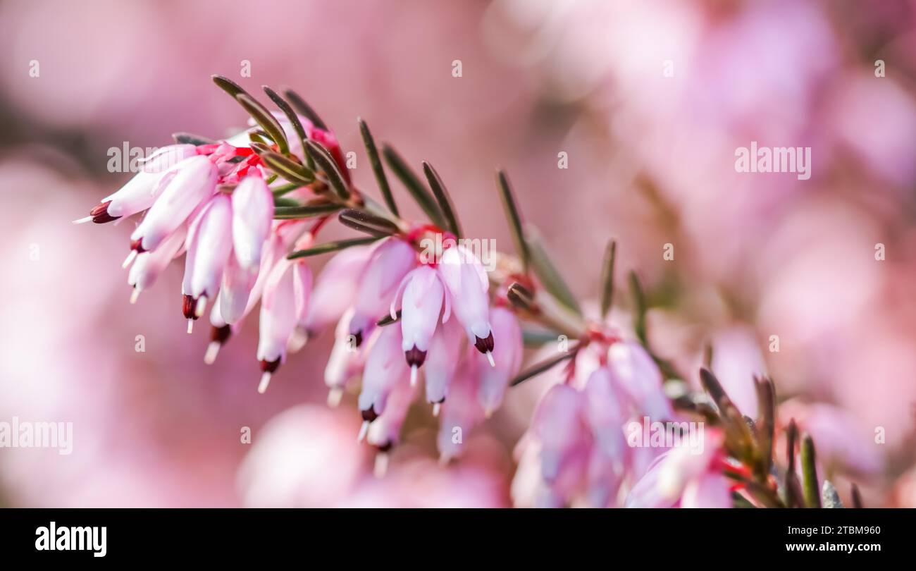 Pink Erica carnea flowers (winter Heath) in the garden in early spring. Floral background, botanical concept Stock Photo