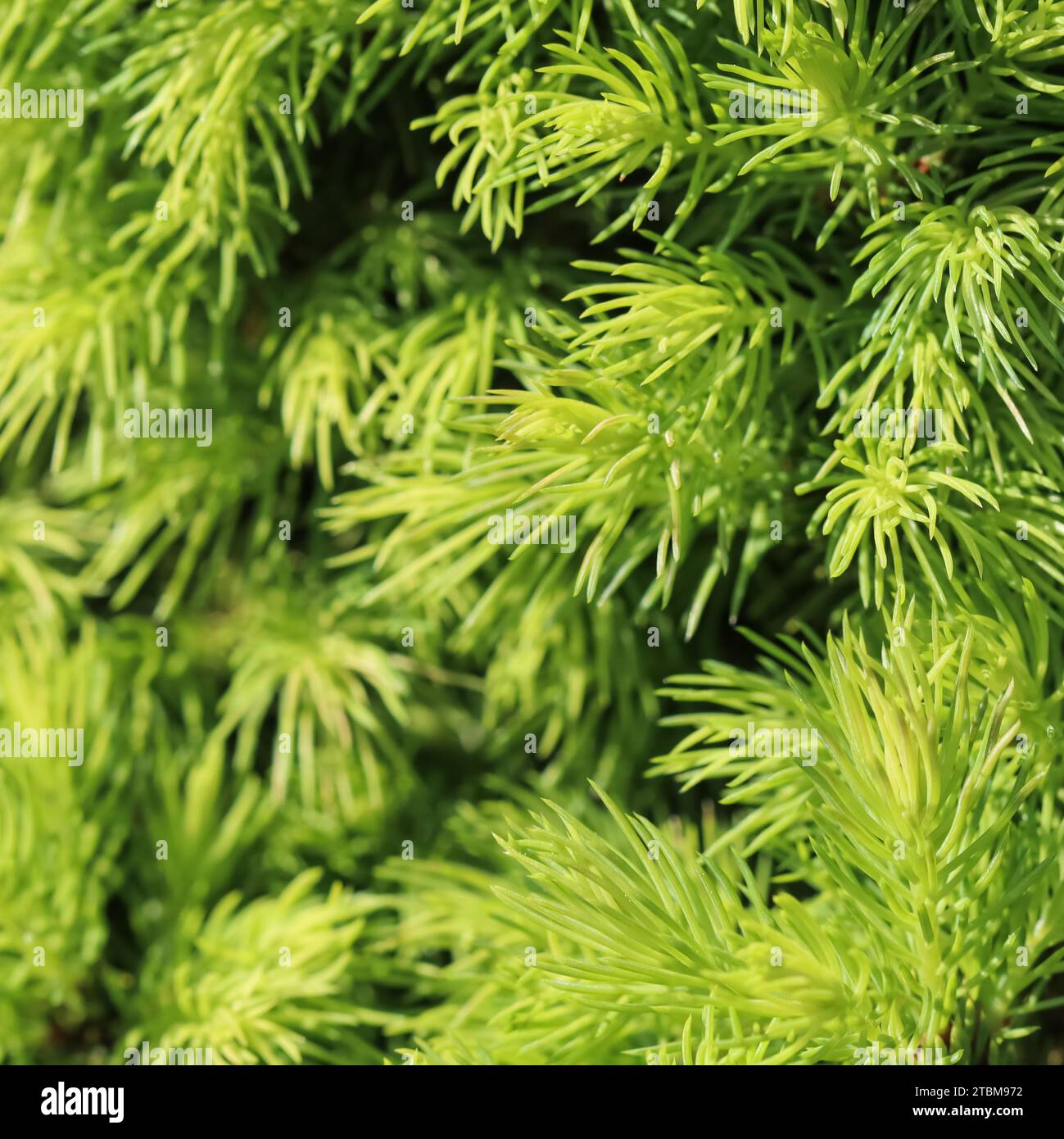 Canadian spruce (Picea) glauca Conica. White spruce. Decorative coniferous evergreen tree in spring Stock Photo