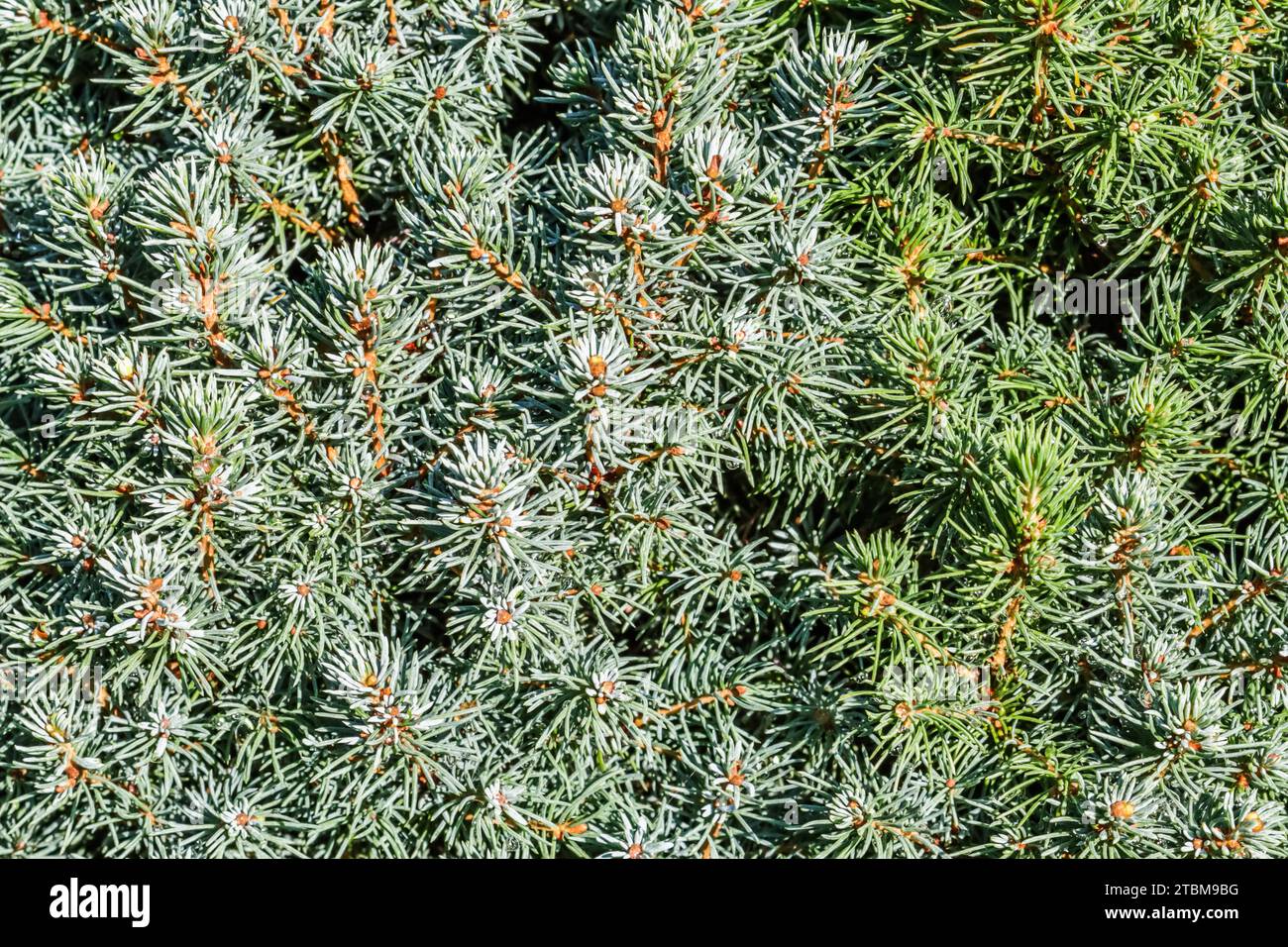 Closeup green leaves of decorative evergreen coniferous tree Canadian spruce (Picea) glauca with drops of water after the rain. Natural background Stock Photo