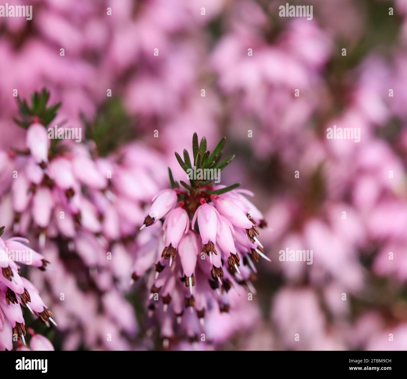 Pink Erica carnea flowers (winter Heath) in the garden in early spring. Floral background, botanical concept Stock Photo