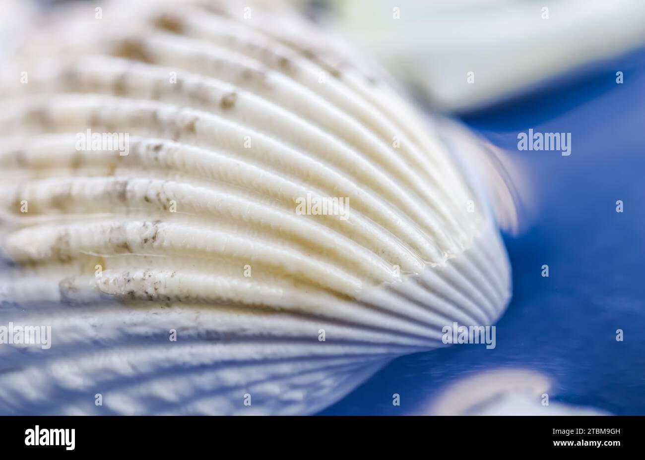 White conch shell on water with reflection Stock Photo