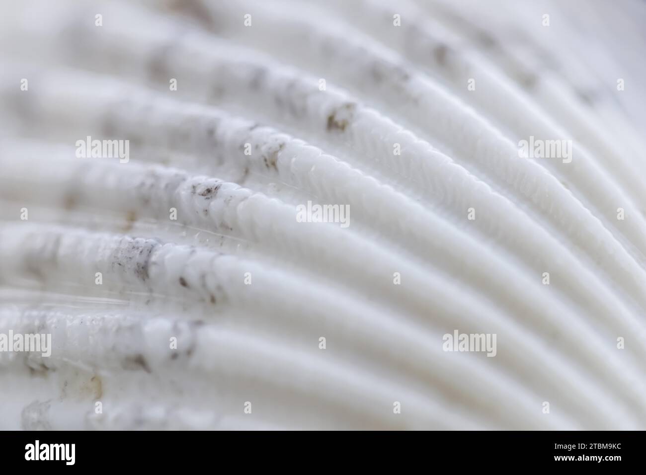 White conch shell on water with reflection Stock Photo