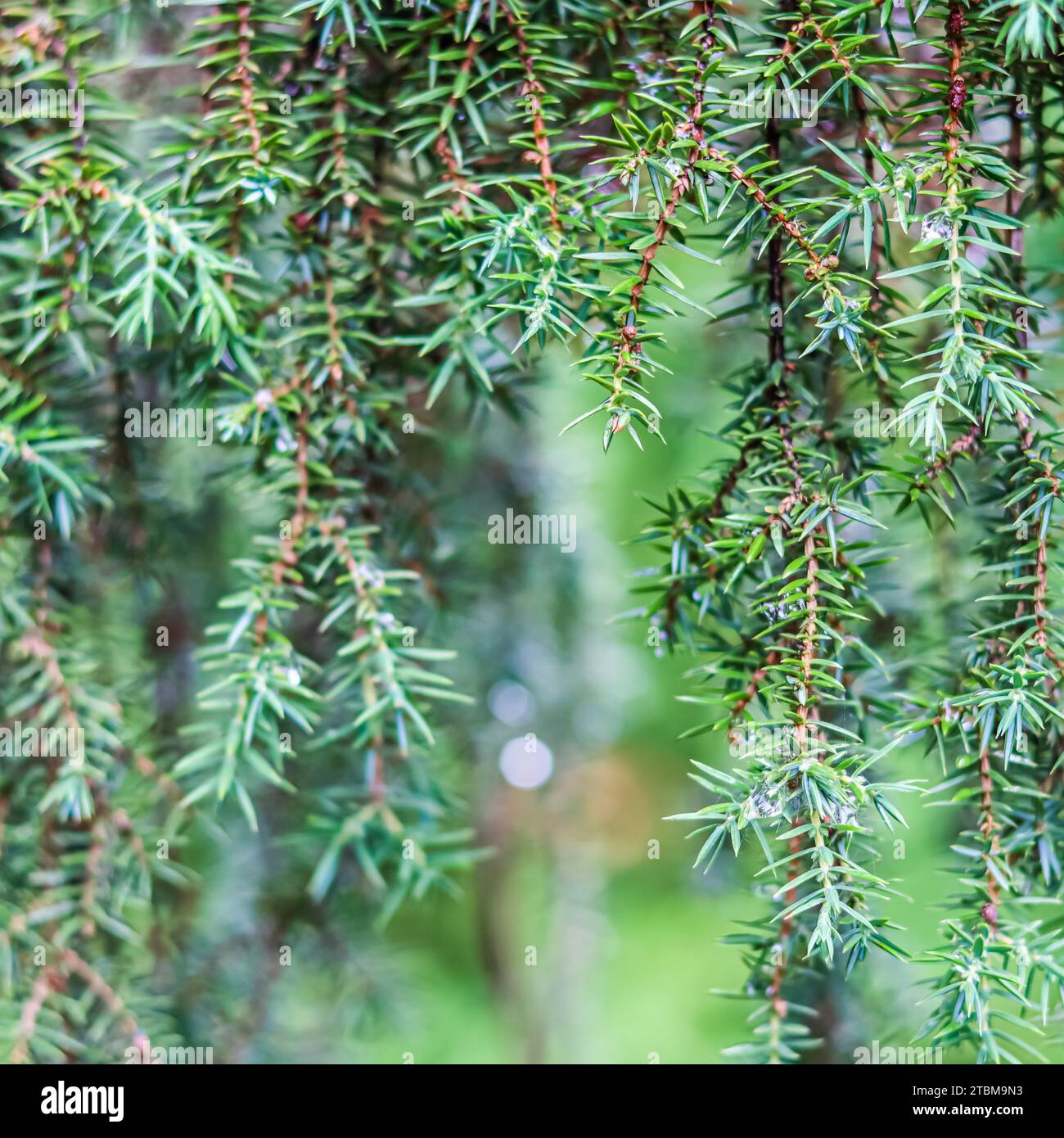 Closeup Blue leaves of evergreen coniferous tree (Juniperus communis) Horstmann. Extreme bokeh with light reflection. Macro photography, selective Stock Photo