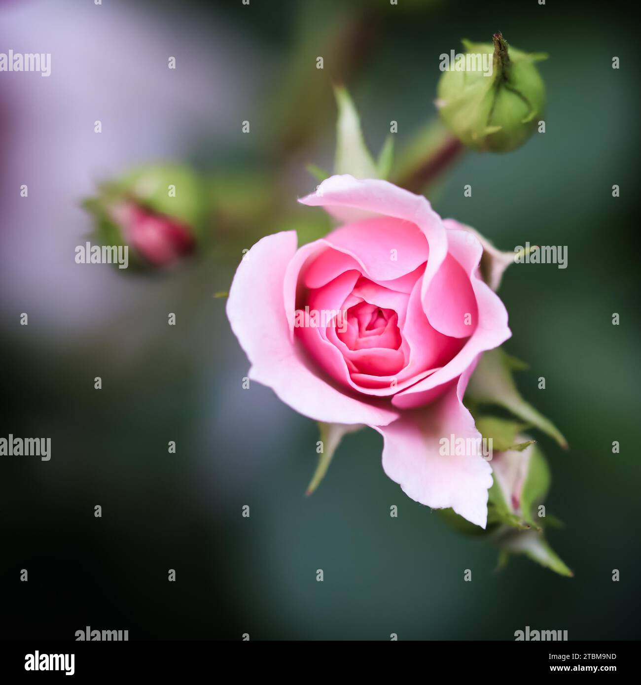 Soft pink rose Bonica in the garden. Perfect for background of greeting
