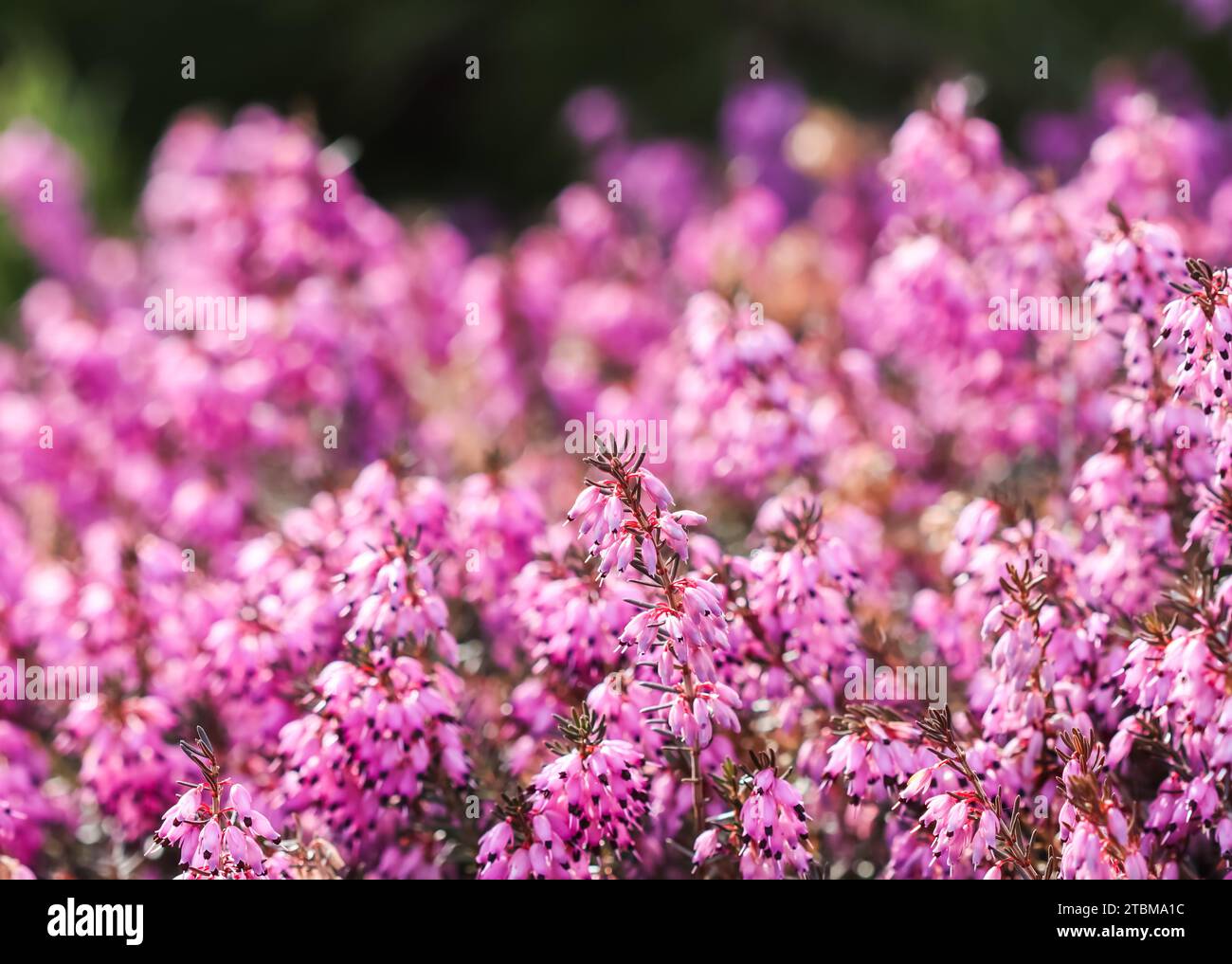 Pink (Erica Carnea) flowers, Winter Hit, and in a sunny spring garden Stock Photo