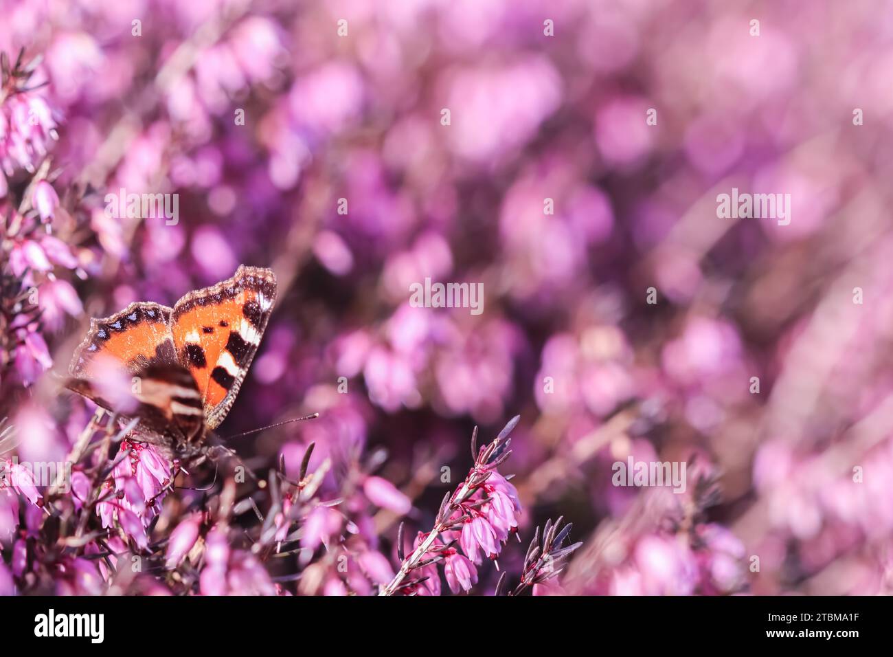 Pink (Erica Carnea) flowers, Winter Hit, and a butterfly in a spring garden Stock Photo
