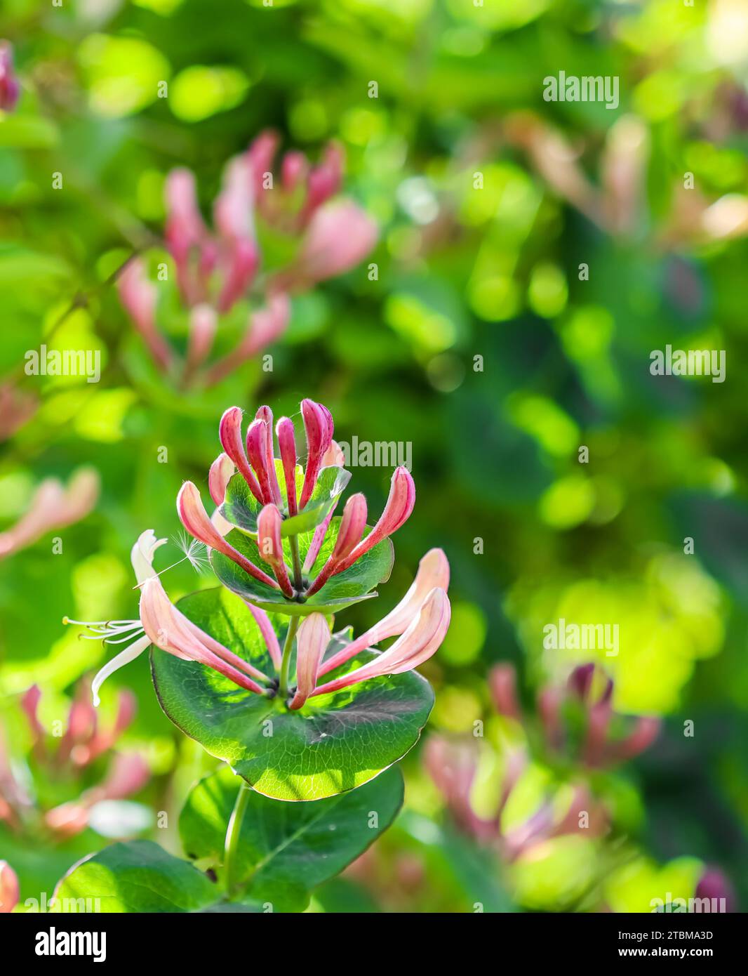Pink Honeysuckle (Lonicera) buds and flowers in a sunny garden. Etrusca Santi caprifolium, woodbine in bloom. Gardening concept. Floral background Stock Photo