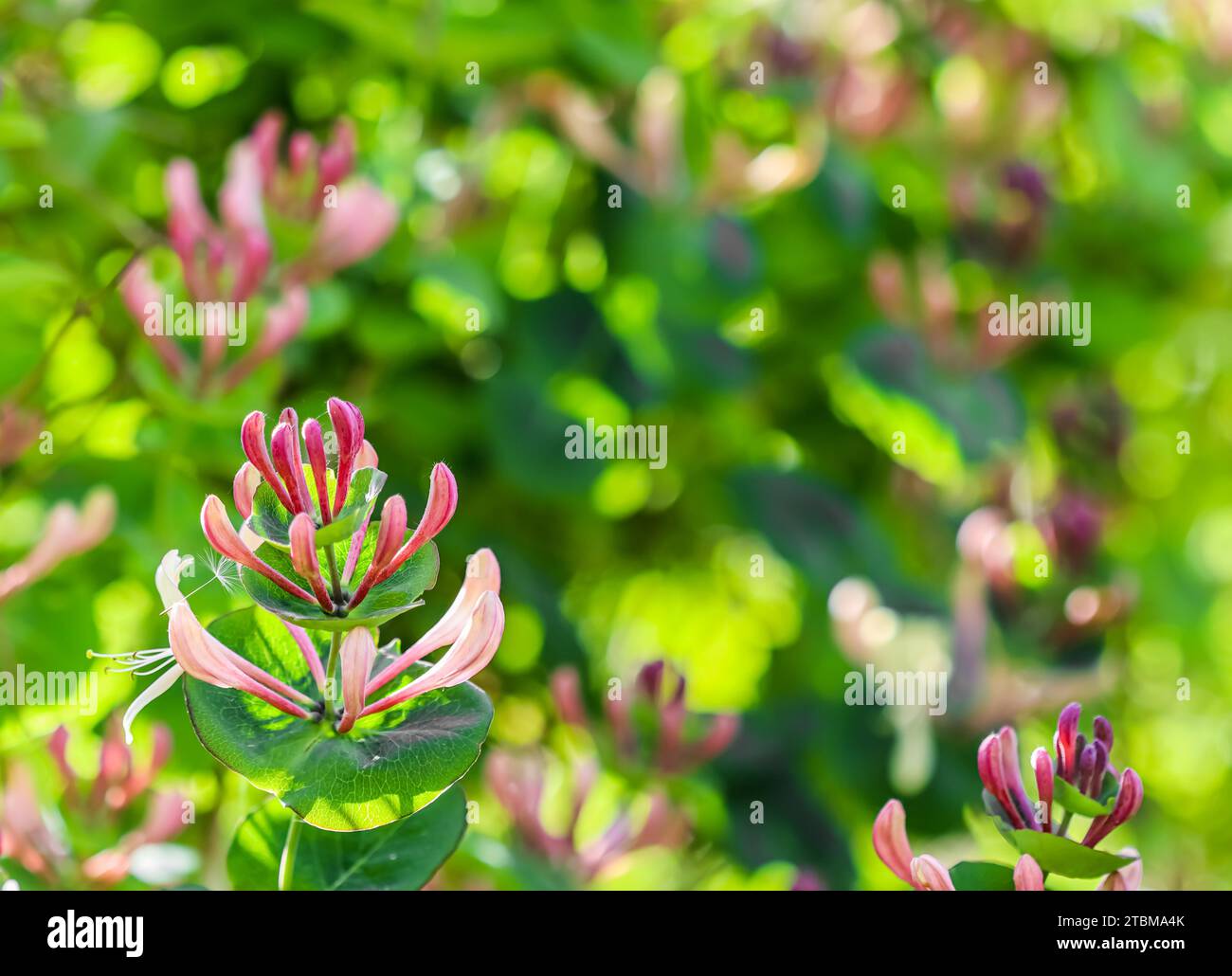 Pink Honeysuckle (Lonicera) buds and flowers in a sunny garden. Etrusca Santi caprifolium, woodbine in bloom. Gardening concept. Floral background Stock Photo