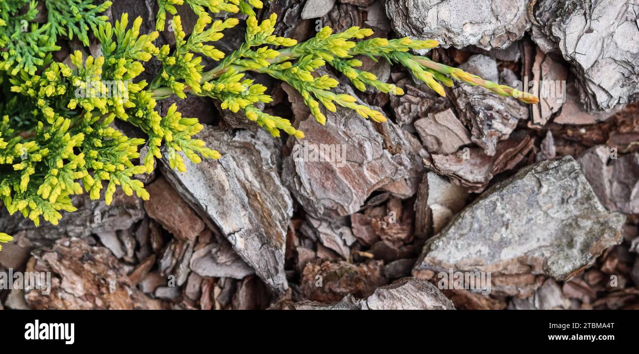 Evergreen coniferous branches of Golden Carpet, Creeping Juniper (Juniperus horizontalis) against the background of bark Stock Photo