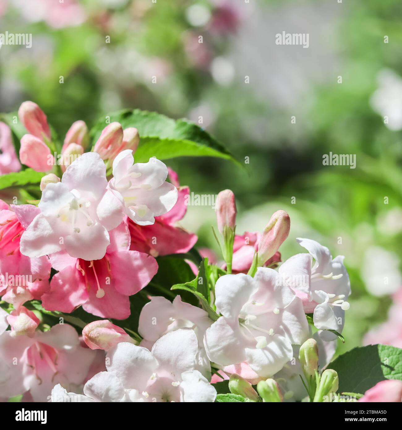 Pale Pink Flowers Of (Weigela Florida) Variegata. Floral Background ...