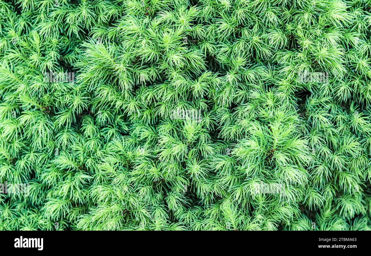 Background from shoots Canadian spruce (Picea) glauca Conica in spring. White spruce. Decorative coniferous evergreen tree Stock Photo