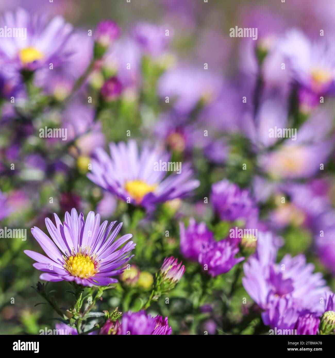 Beautiful blue flowers Sapphire Mist.Aster in autumn garden Stock Photo