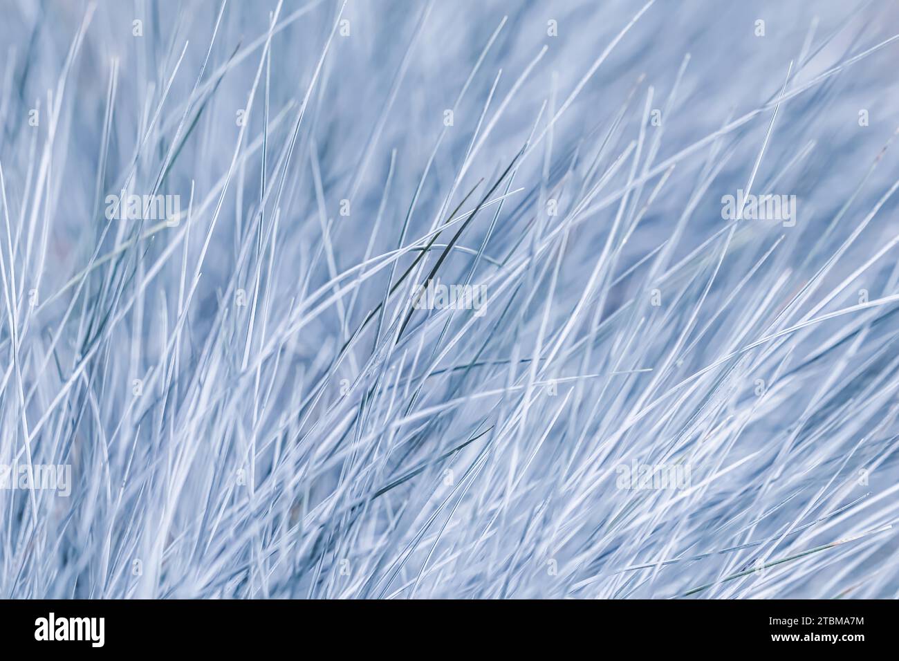 Blue white background of ornamental grass Festuca glauca. Soft focus Stock Photo