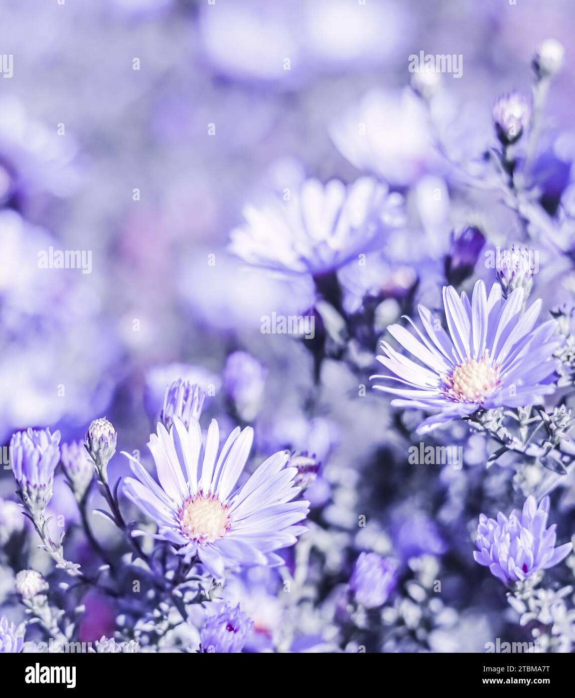 Beautiful blue flowers Sapphire Mist Aster with a bee in autumn garden Stock Photo