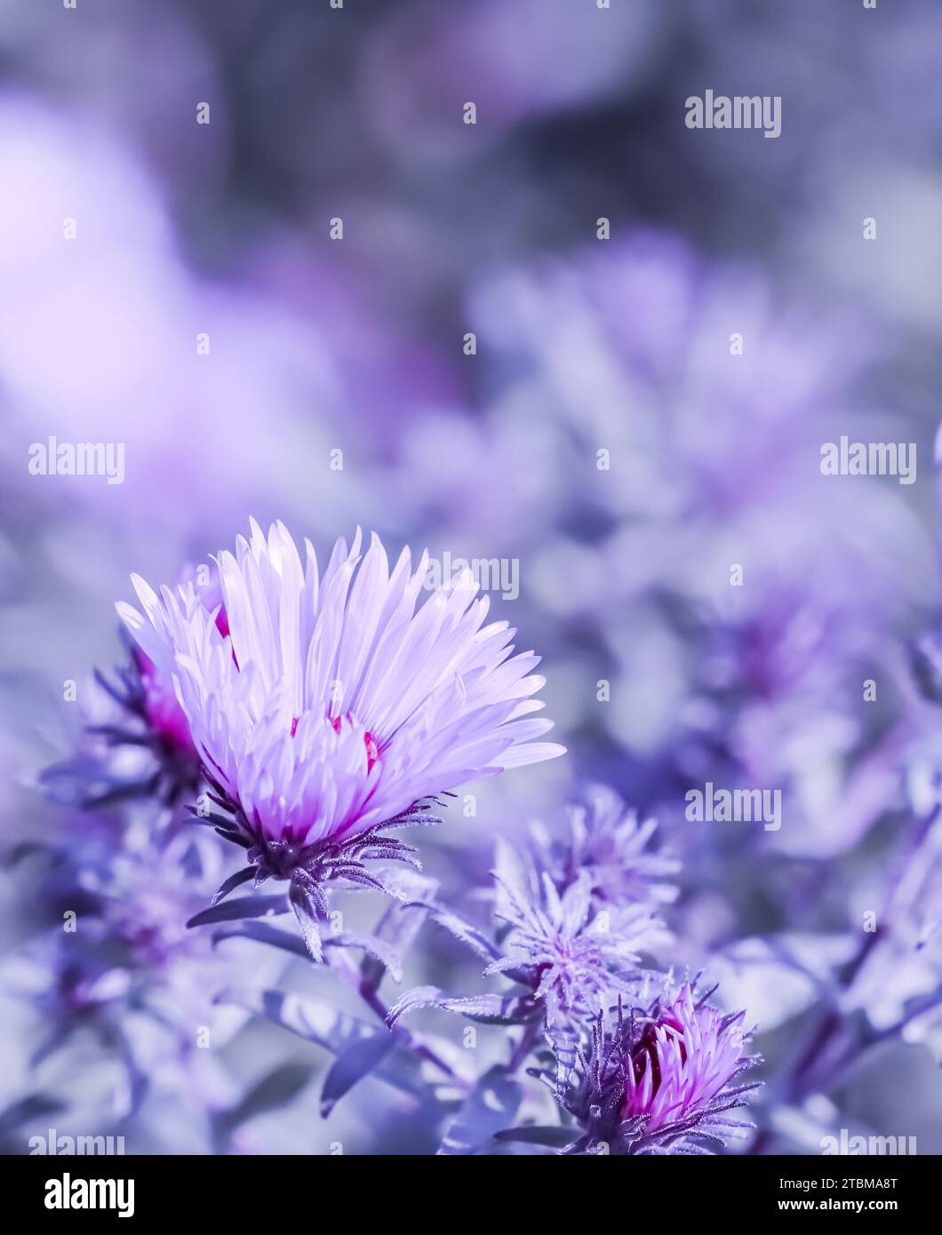 Beautiful blue flowers Sapphire Mist Aster with a bee in autumn garden Stock Photo