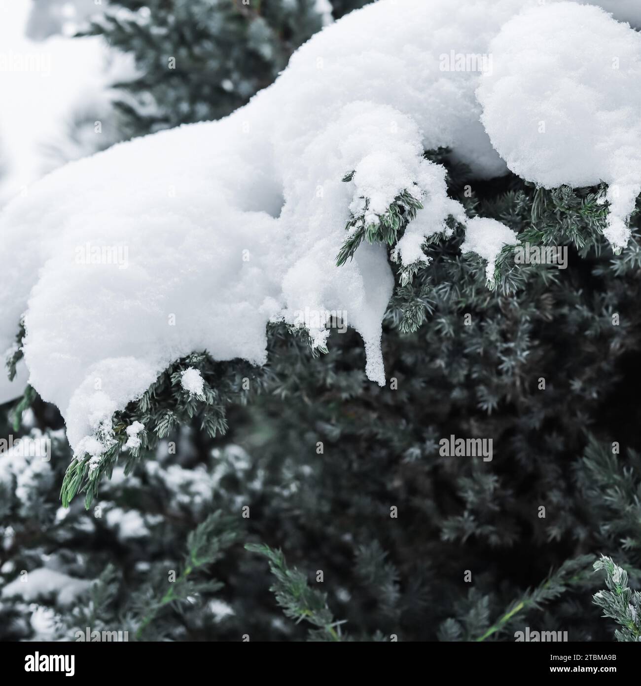 Juniper tree branches are covered in fluffy white snow. Christmas and New Year's Eve Background