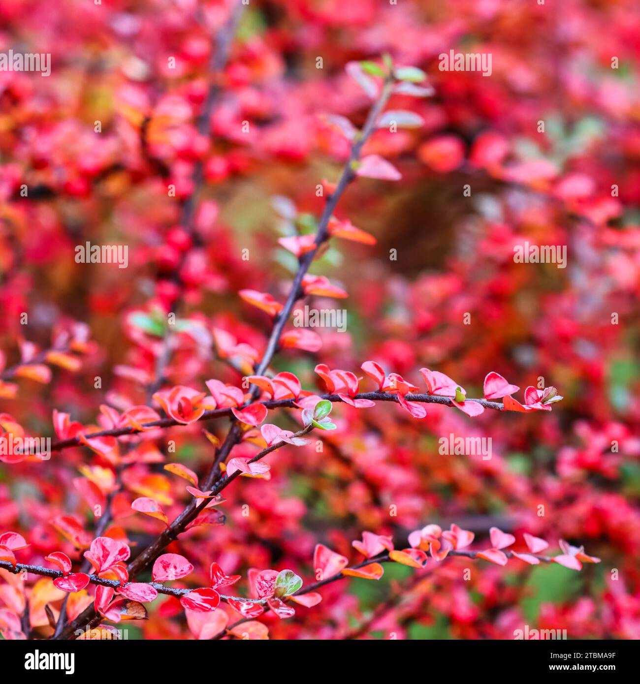 Blurred autumn background. Red leaves and fruits on the (cotoneaster horizontalis) branches Stock Photo