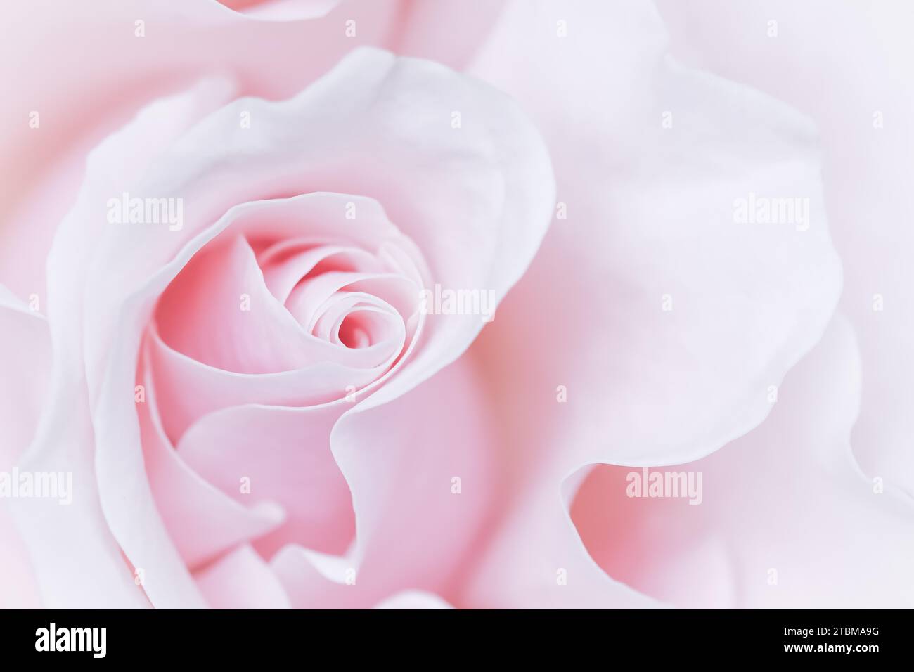 Pink white rose flower hi-res stock photography and images - Alamy