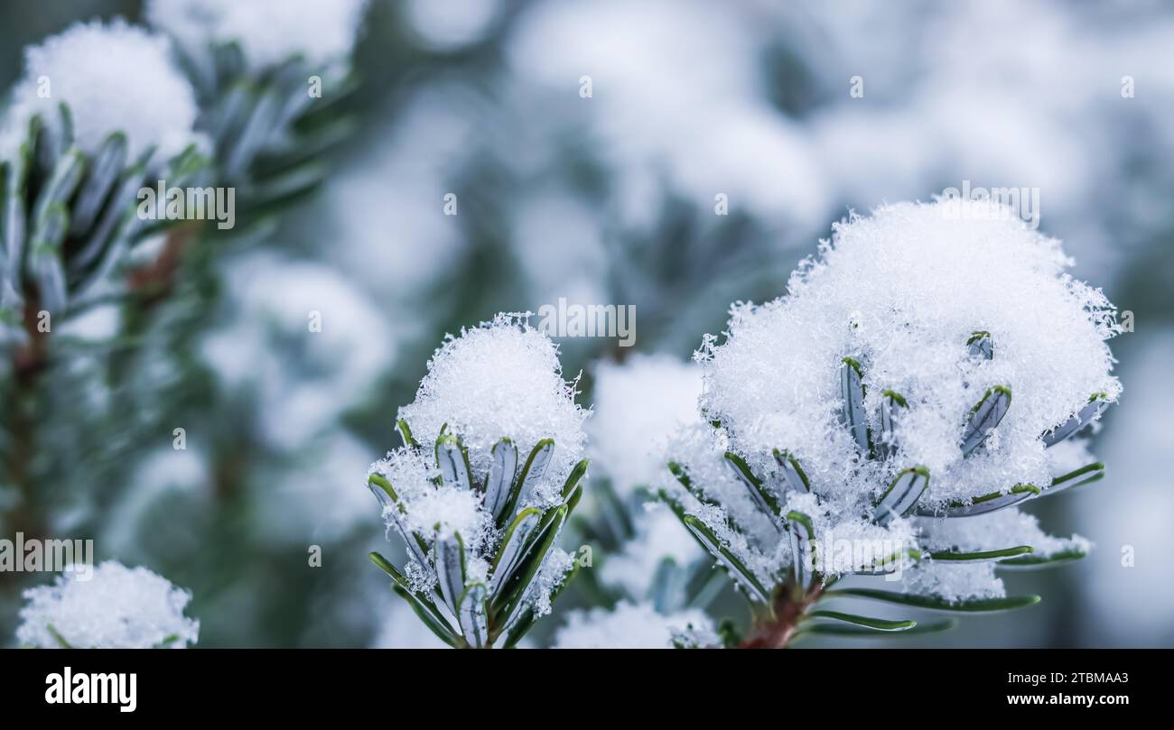 Picturesque branch of Korean fir with fresh white snow. Winter background Stock Photo