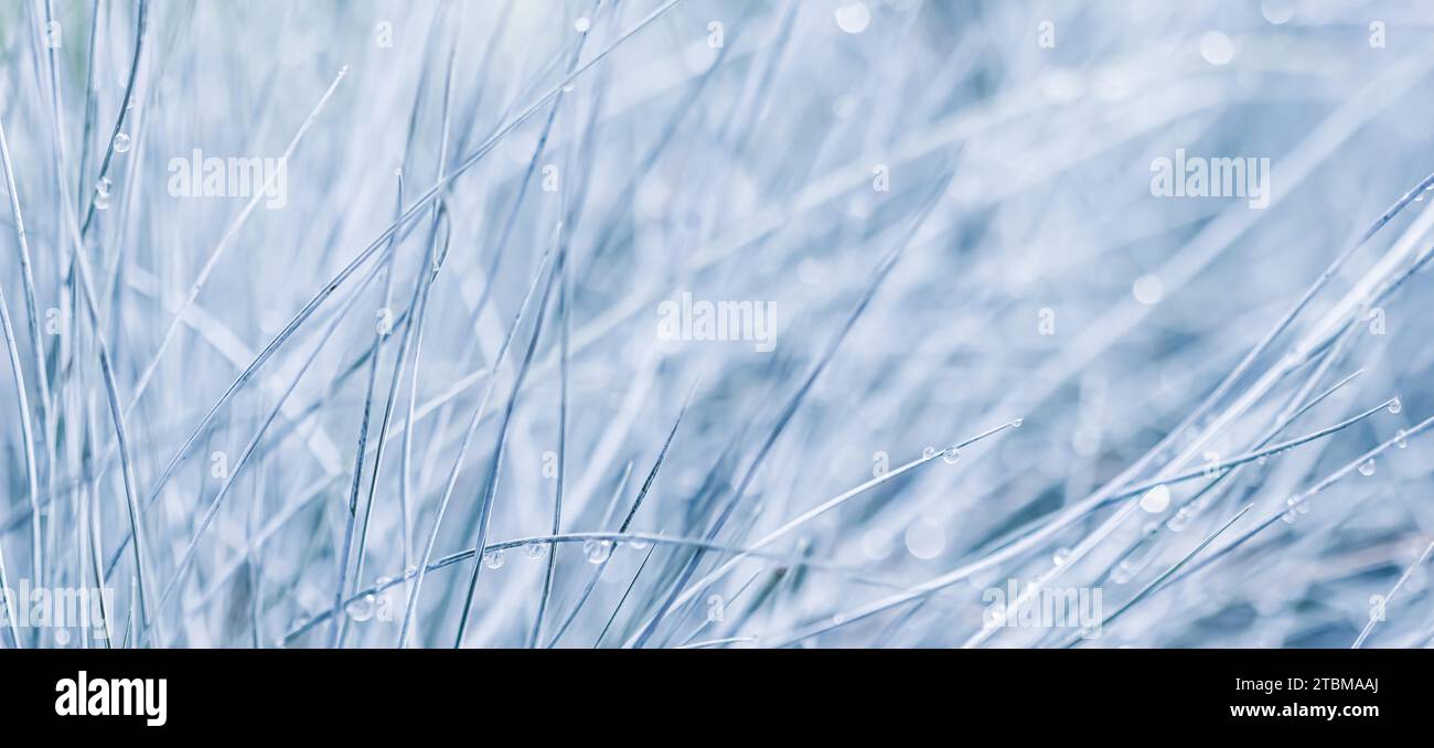 Blue white background of ornamental grass Festuca glauca with water drops. Soft focus Stock Photo