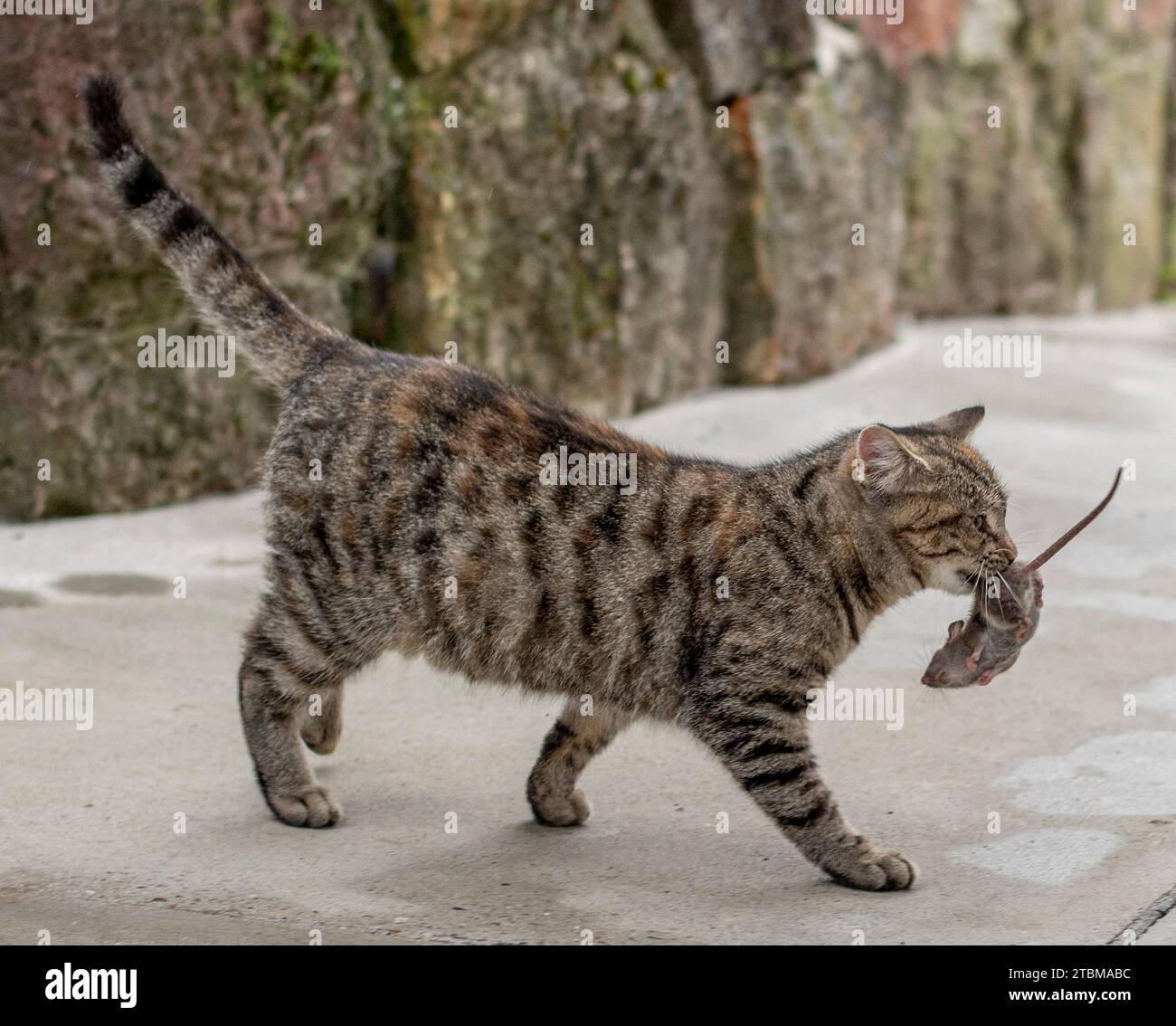 Grey stripped cat holding a small grey mouse in her teeth. Cat holding a mouse in her mouth Stock Photo