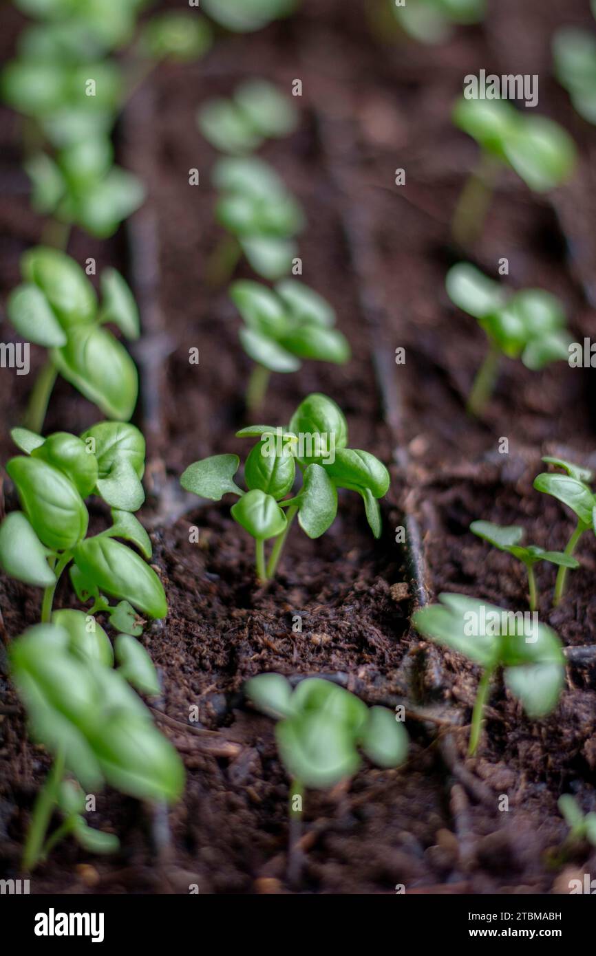 Basil (Ocimum basilicum) also known as Genovese, sweet or great basil seedlings in a germination