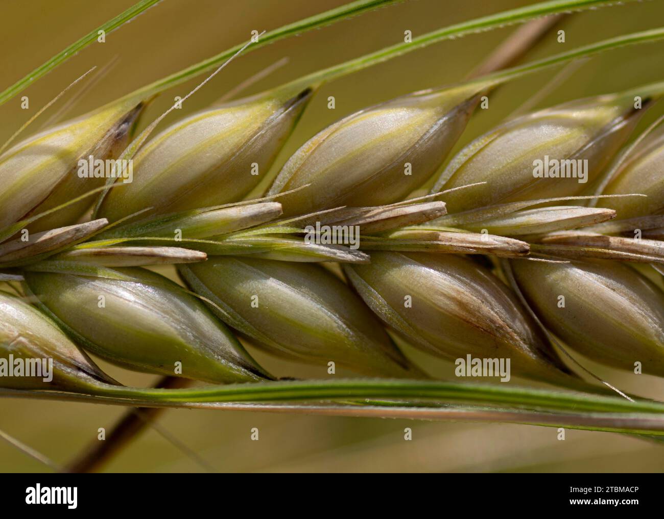 Growing barley. Barley plant. Green barley spike. Unripe spike Stock