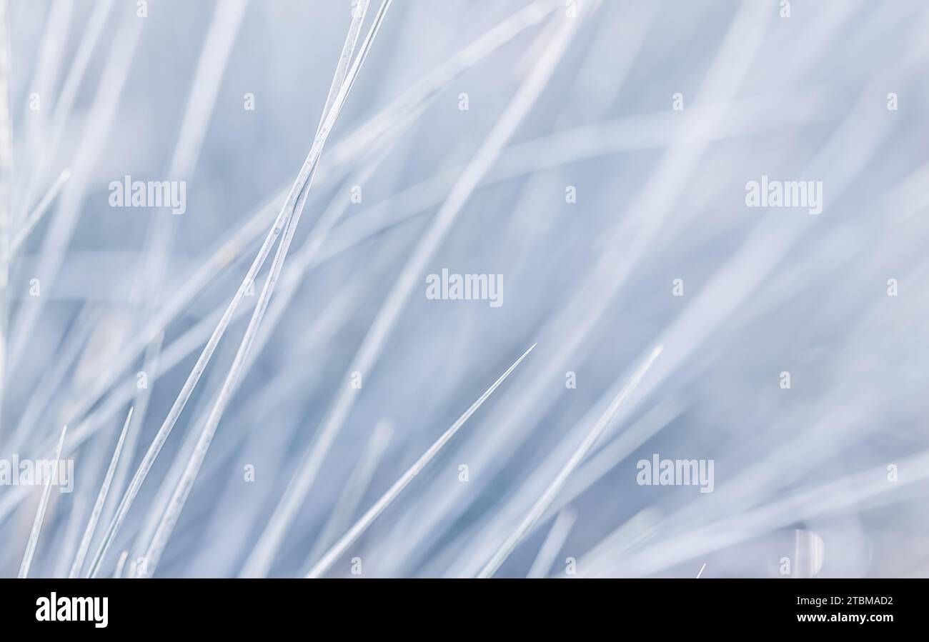 Blue white background of ornamental grass Festuca glauca. Soft focus Stock Photo