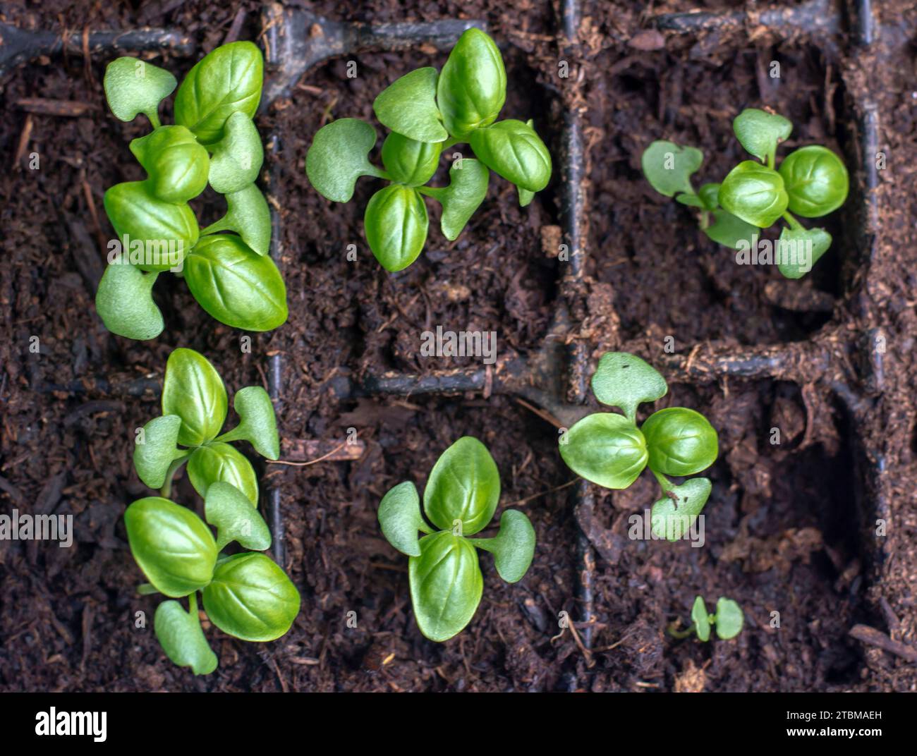 Basil (Ocimum basilicum) also known as Genovese, sweet or great basil seedlings in a germination