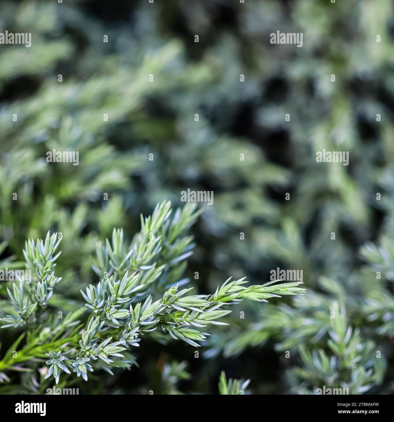 Background (Juniperus) of blue evergreen conifer branches of squamata Blue Carpet in the garden Stock Photo