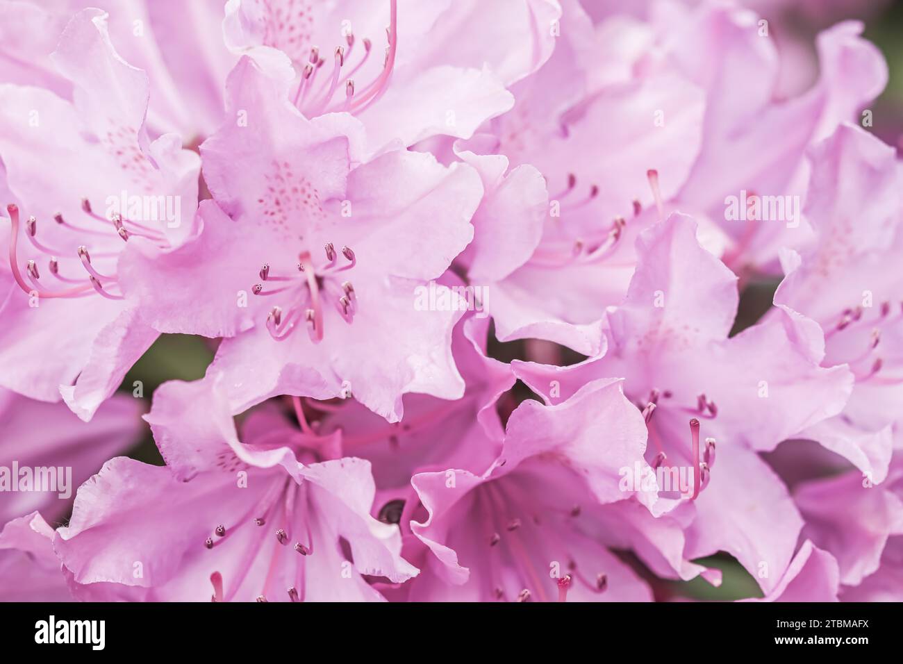 Pale pink Rhododendron flower petals. Macro flowers background for ...