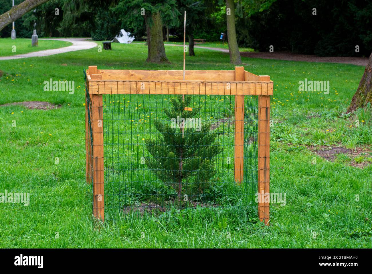Mesh tree guard protecting young tree from wildlife damage. Fence protecting tree in the park Stock Photo