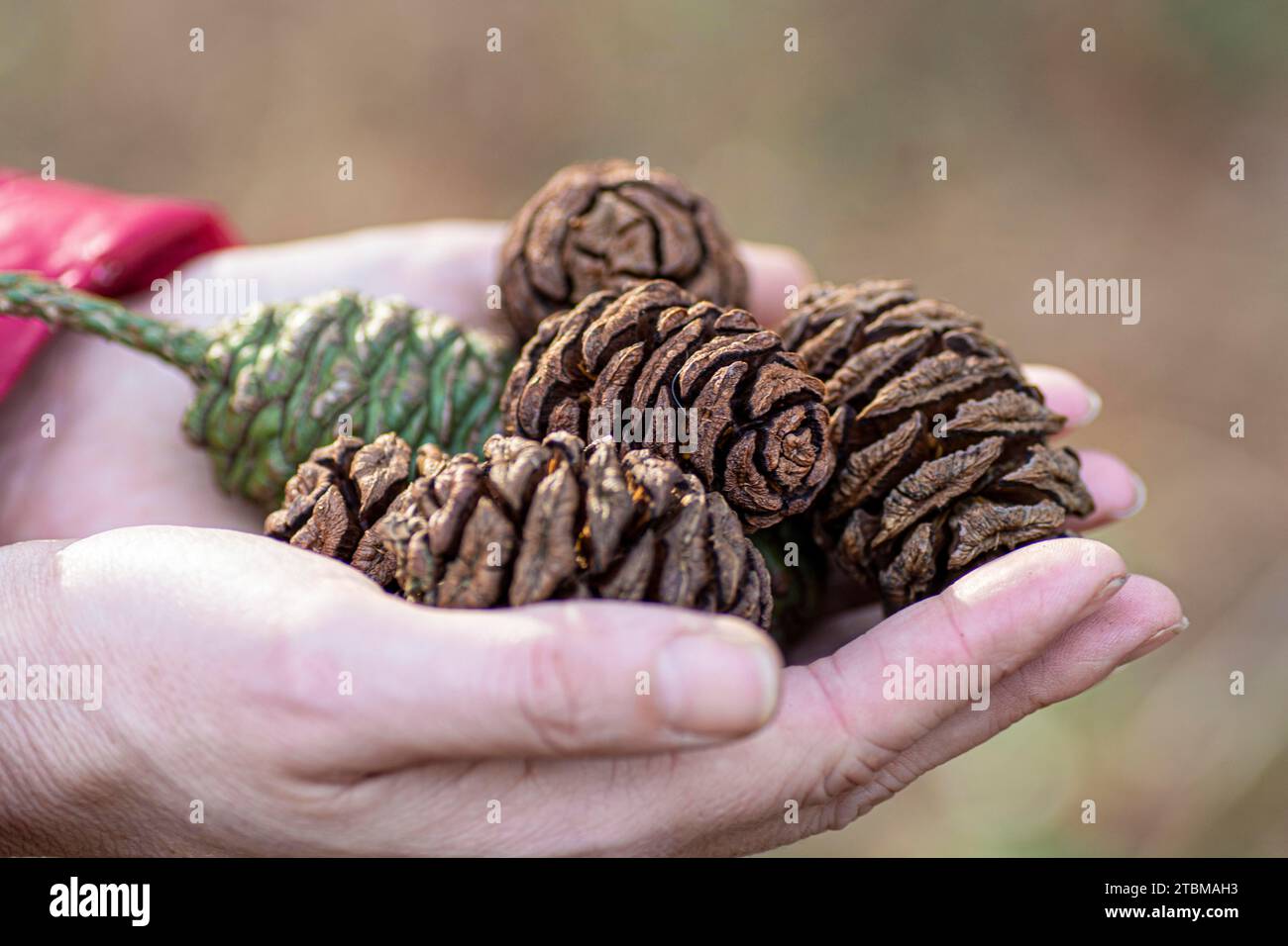 Woman holding Giant Sequoia or Giant redwood cones in her hands. Selective focus. Detail Stock Photo